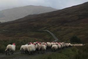 Sheep walking up a track in a foggy upland area