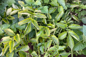 Symptomatic PLRV-infected potato plants. Photo credit: Dr Eugene Ryabov.
