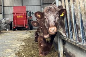 Glensaugh - Amy Cooper