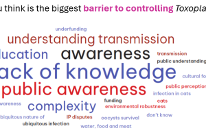 toxoplasmosis combined image