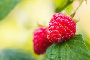 Close up of raspberries 