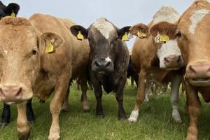 Cattle closeup