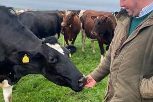 Farmer and Cows