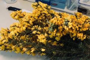 Gorse