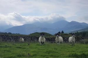 Sheep in a field