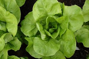 Lettuce