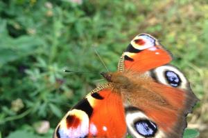Peacock Butterfly foraging on lucerne