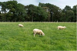Sheep on grass
