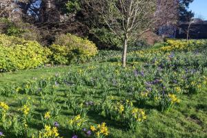 Spring Flowers at Royal Botanic Garden Edinburgh