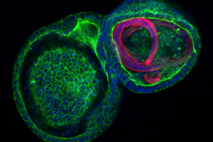 Lab grown mini-gut in green containing a parasitic gastrointestinal nematode in red