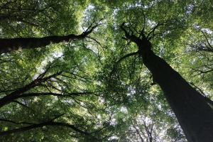 Trees