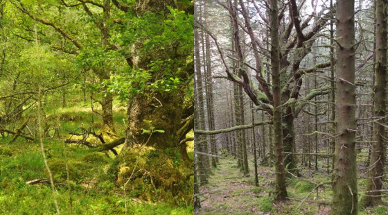 Oak Woodland