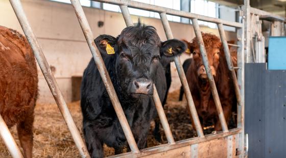 Cows. Photo credit: Tullia Dean