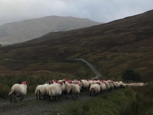 Sheep walking up a track in a foggy upland area