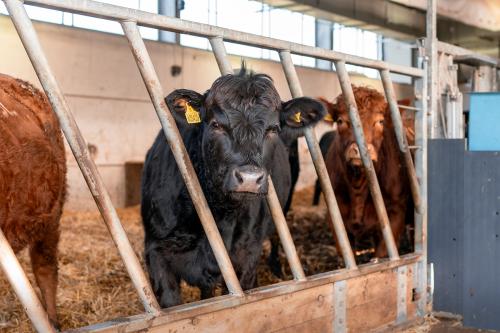 Cows. Photo credit: Tullia Dean