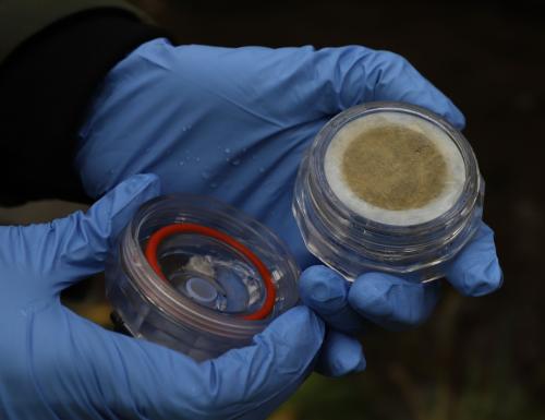 eDNA sampling