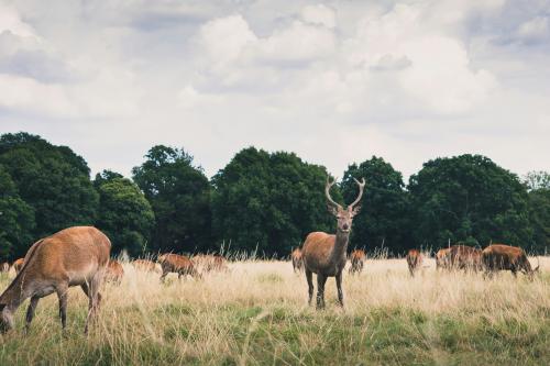 Photo credit: Johan Mouchet