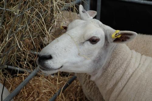 Sheep