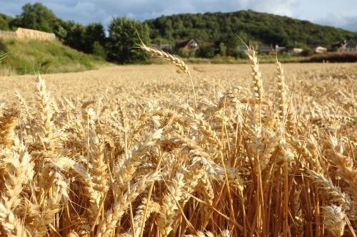 Agricultural Field